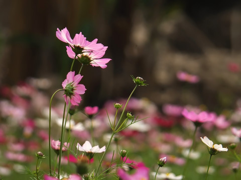 格桑花