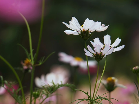 格桑花