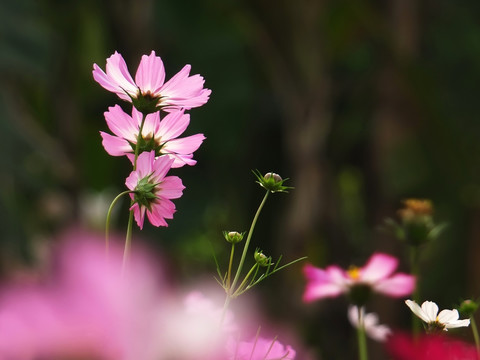 格桑花