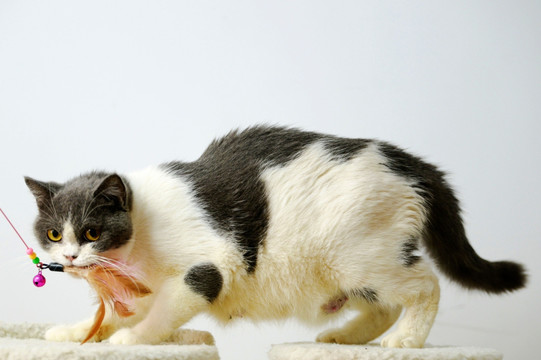 猫咪