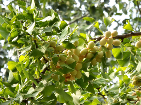银杏树