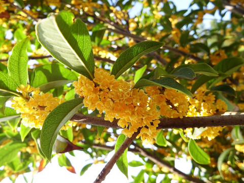 八月桂花