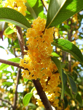 八月桂花