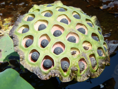 莲蓬