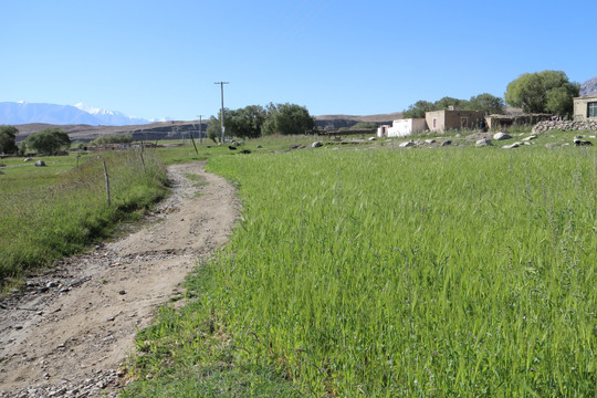 田间小路