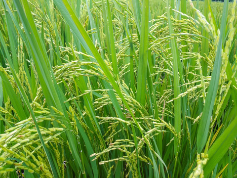 稻米水稻