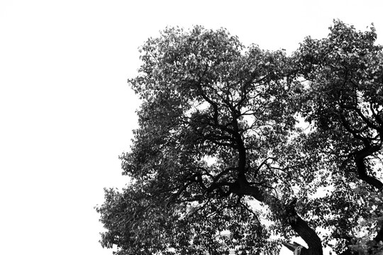 黑白树木 黑白树枝