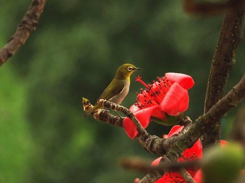 红棉花鸟图