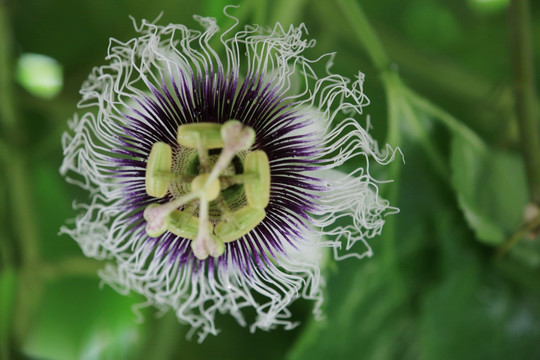 百香果 花卉