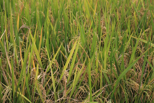 稻谷 水稻田