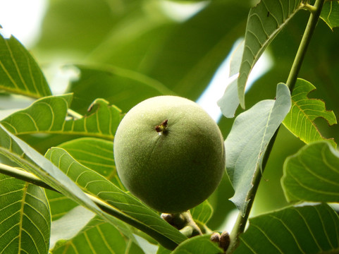 核桃