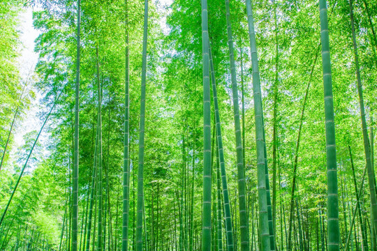 竹林