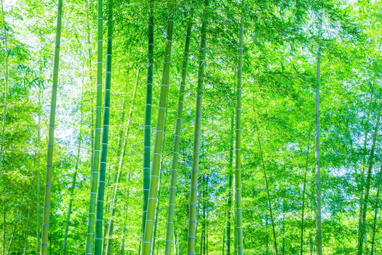 竹林