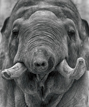 大象的脸特写