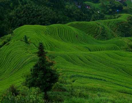 龙脊梯田