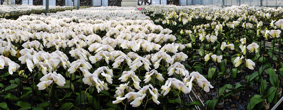 花房