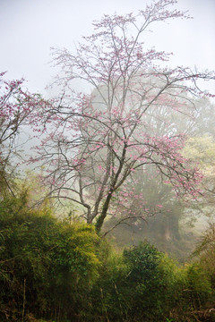 森林野花