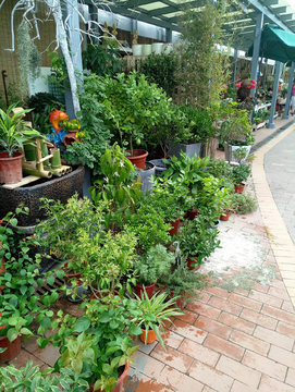 苗圃 花店 花市 鲜花店 盆栽