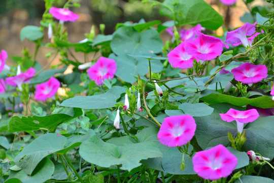 牵牛花 花卉