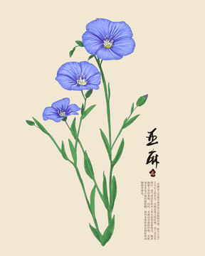 亚麻 亚麻花