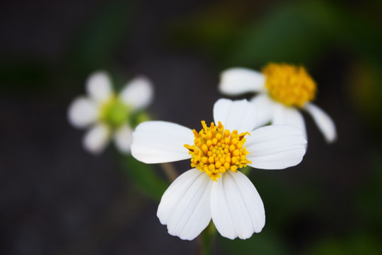 鬼针草花