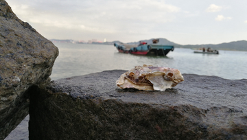 海蛎与石头