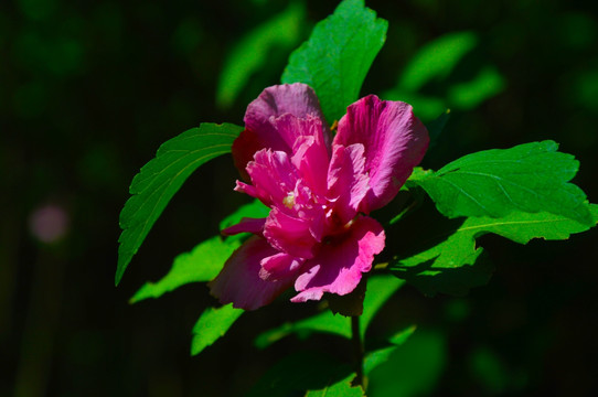 木棉花