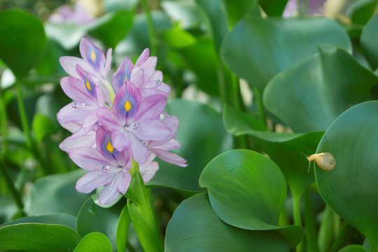 凤眼莲花与蜗牛