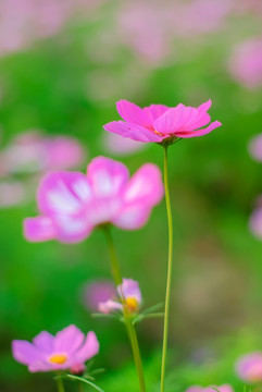 格桑花