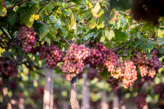 葡萄园 葡萄种植 枝头垂满葡萄