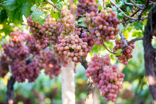 葡萄园 葡萄种植 枝头垂满葡萄