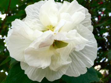 木芙蓉