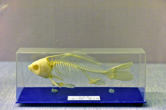 鱼骨骼标本