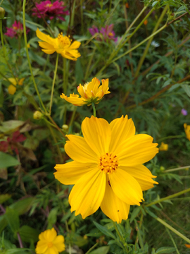 波斯菊