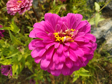 秋菊