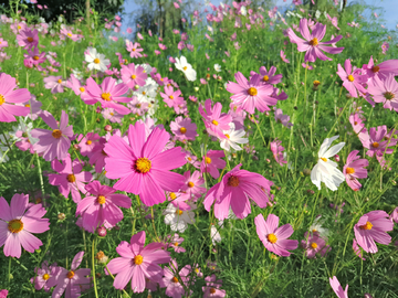 格桑花