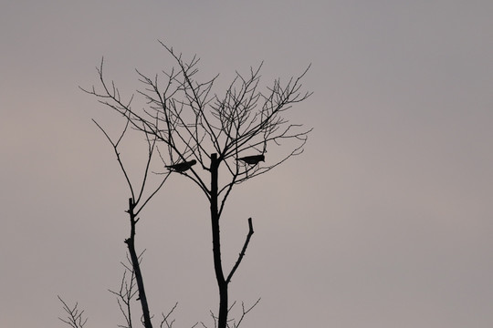 树上的鸟儿成双对