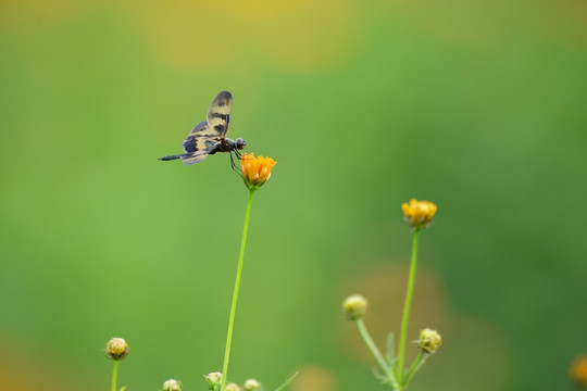 蝴蝶蜻蜓
