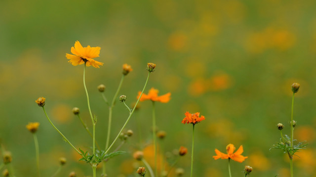 格桑花