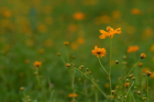 格桑花