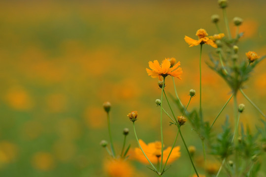 格桑花