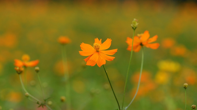 格桑花