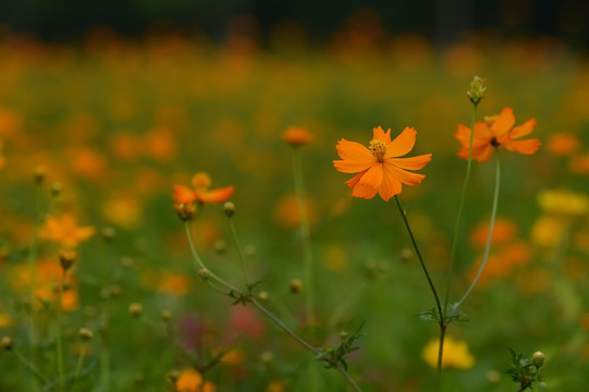 格桑花