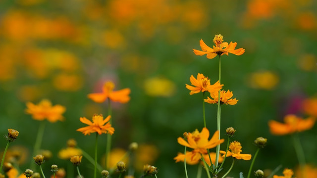 格桑花
