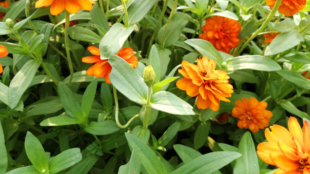 特写小百日花蕾 花海 红色花海