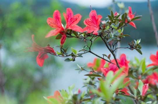 红花湖风光