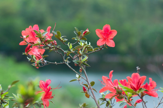 红花湖风光