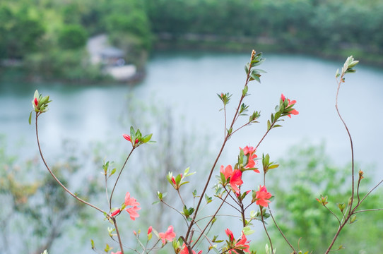 红花湖风光