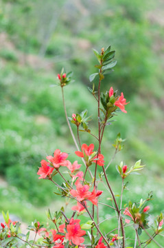 红花湖风光