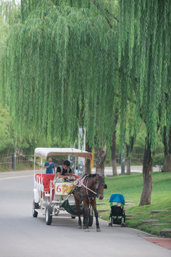 景区观光马车